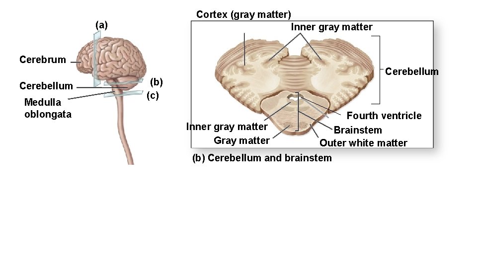 Chapter 15 Brain And Cranial Nerves Anterior Central