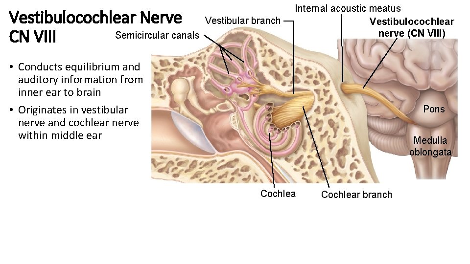 Vestibulocochlear Nerve Vestibular branch Semicircular canals CN VIII Internal acoustic meatus Vestibulocochlear nerve (CN