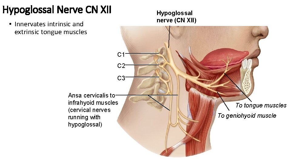 Hypoglossal Nerve CN XII Hypoglossal nerve (CN XII) • Innervates intrinsic and extrinsic tongue