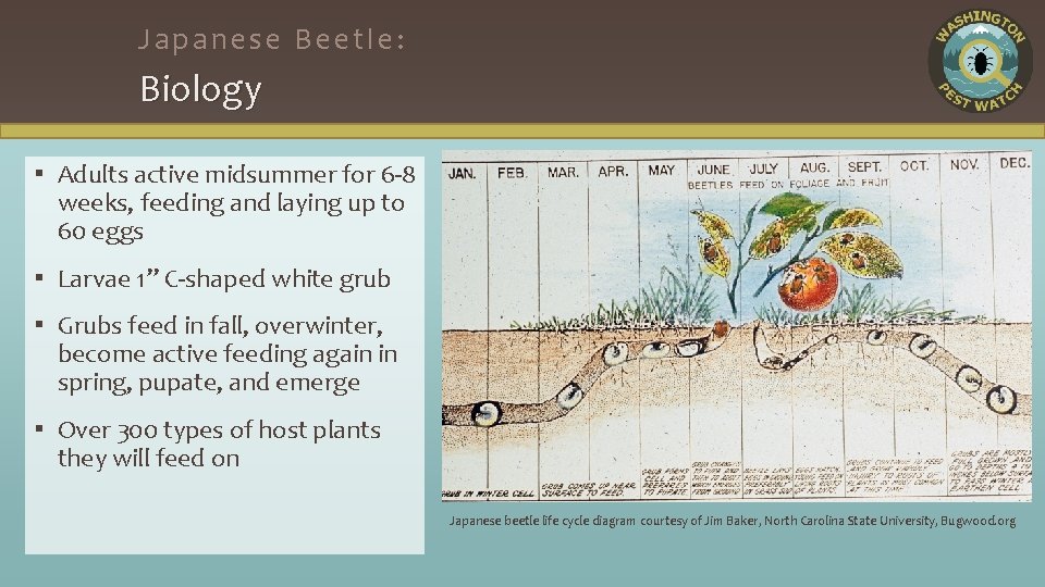 Japanese Beetle: Biology ▪ Adults active midsummer for 6 -8 weeks, feeding and laying