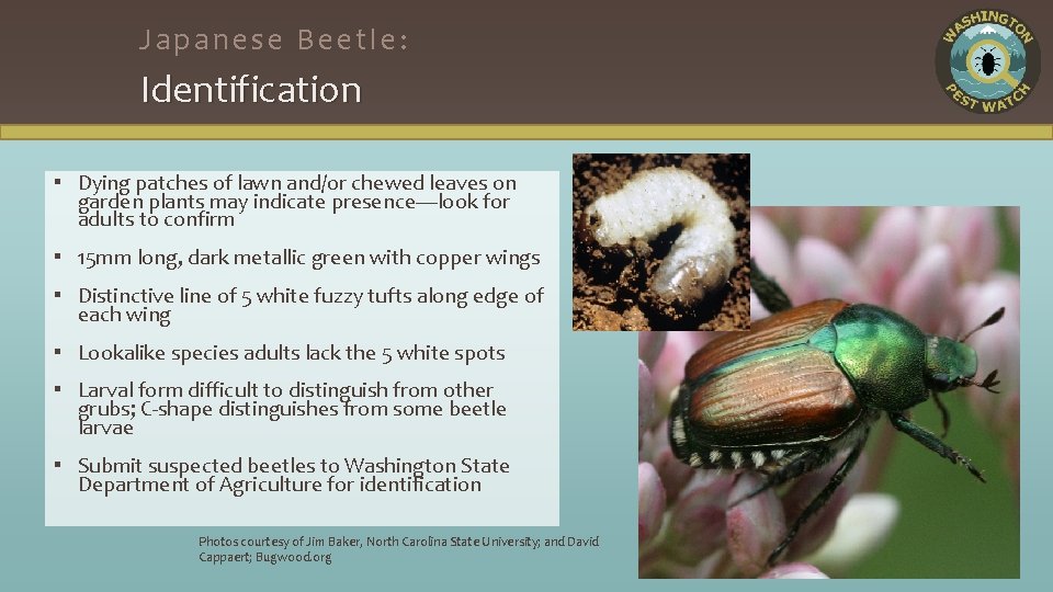 Japanese Beetle: Identification ▪ Dying patches of lawn and/or chewed leaves on garden plants