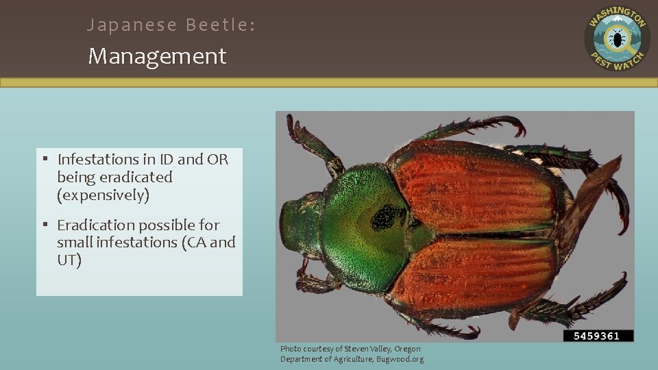 Japanese Beetle: Management ▪ Infestations in ID and OR being eradicated (expensively) ▪ Eradication