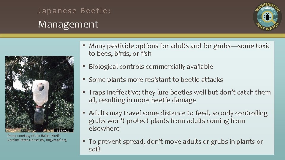 Japanese Beetle: Management ▪ Many pesticide options for adults and for grubs—some toxic to
