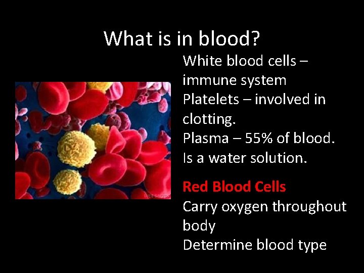 What is in blood? White blood cells – immune system Platelets – involved in