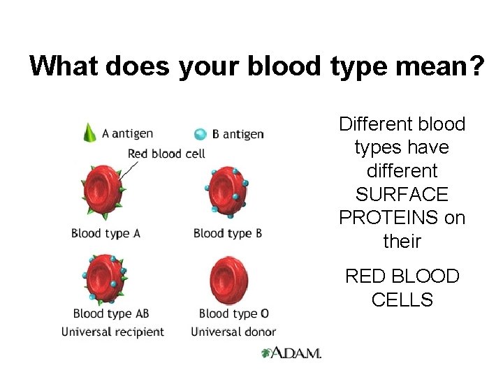 What does your blood type mean? Different blood types have different SURFACE PROTEINS on