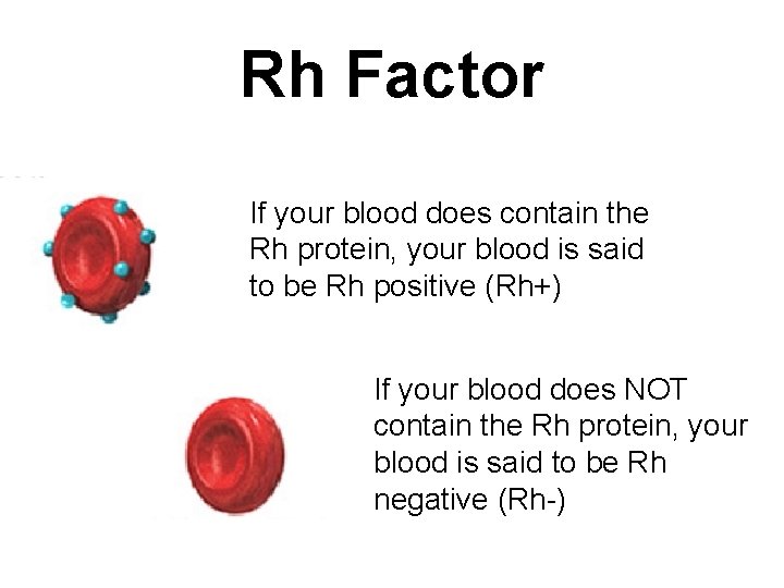 Rh Factor If your blood does contain the Rh protein, your blood is said