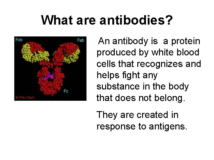 What are antibodies? An antibody is a protein produced by white blood cells that