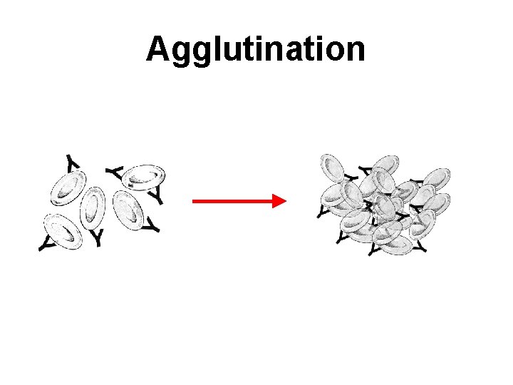 Agglutination 