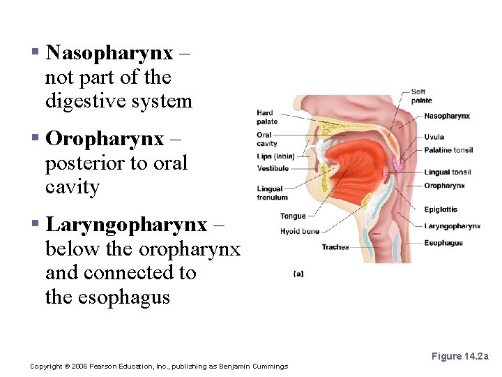 Pharynx Anatomy § Nasopharynx – not part of the digestive system § Oropharynx –