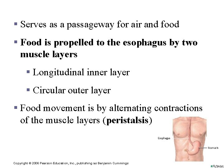 Pharynx Function § Serves as a passageway for air and food § Food is