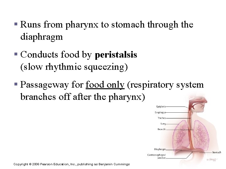 Esophagus § Runs from pharynx to stomach through the diaphragm § Conducts food by