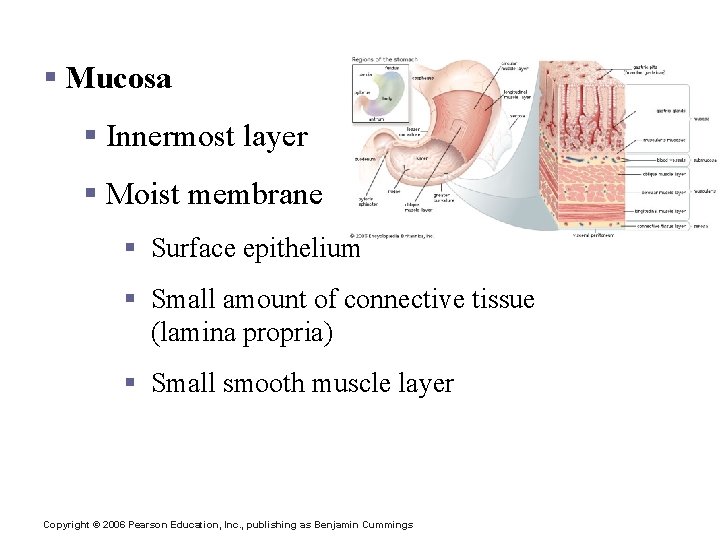 Layers of Alimentary Canal Organs § Mucosa § Innermost layer § Moist membrane §