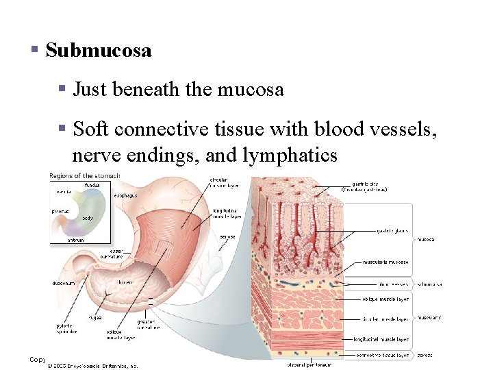 Layers of Alimentary Canal Organs § Submucosa § Just beneath the mucosa § Soft