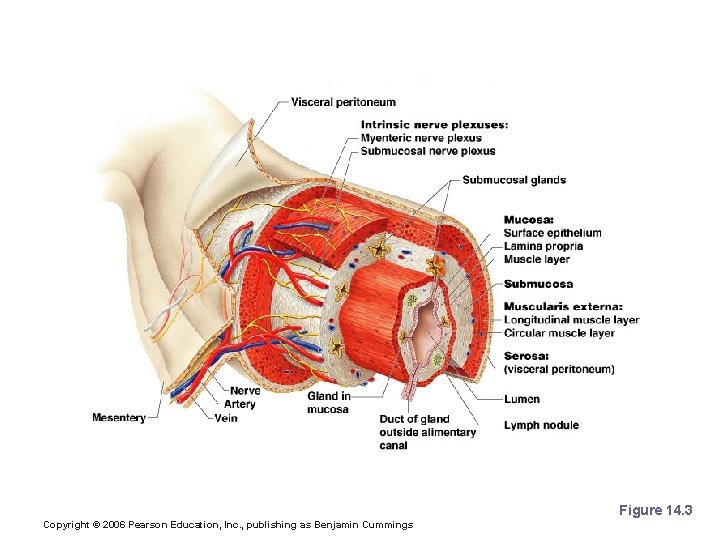 Layers of Alimentary Canal Organs Figure 14. 3 Copyright © 2006 Pearson Education, Inc.
