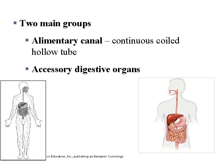 Organs of the Digestive System § Two main groups § Alimentary canal – continuous