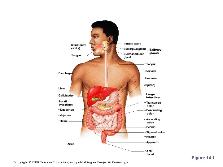 Organs of the Digestive System Figure 14. 1 Copyright © 2006 Pearson Education, Inc.