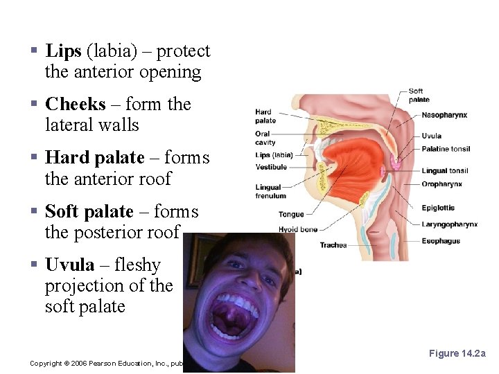 Mouth (Oral Cavity) Anatomy § Lips (labia) – protect the anterior opening § Cheeks