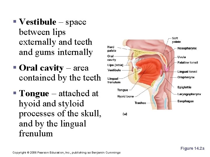 Mouth (Oral Cavity) Anatomy § Vestibule – space between lips externally and teeth and