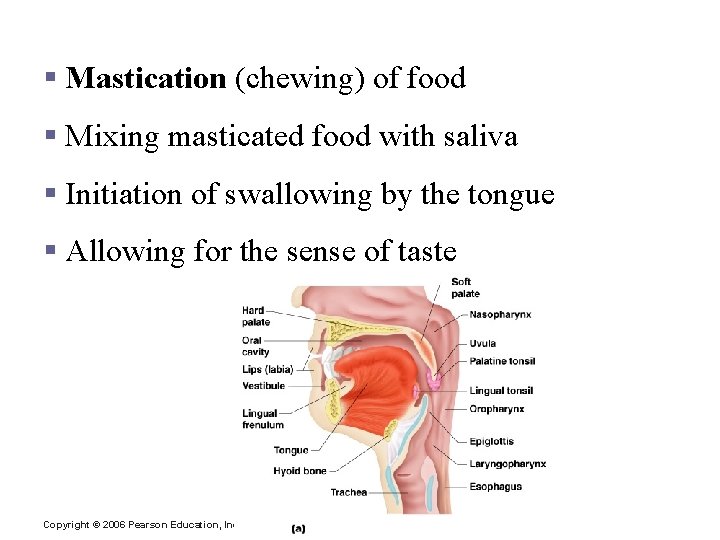 Processes of the Mouth § Mastication (chewing) of food § Mixing masticated food with