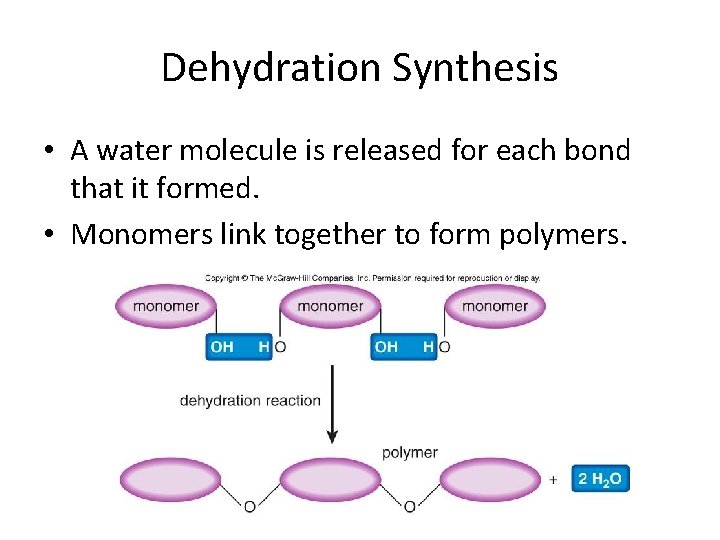 Dehydration Synthesis • A water molecule is released for each bond that it formed.