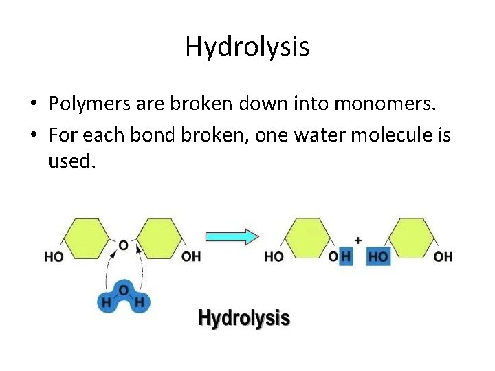 Hydrolysis • Polymers are broken down into monomers. • For each bond broken, one