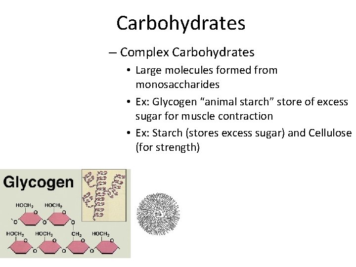 Carbohydrates – Complex Carbohydrates • Large molecules formed from monosaccharides • Ex: Glycogen “animal