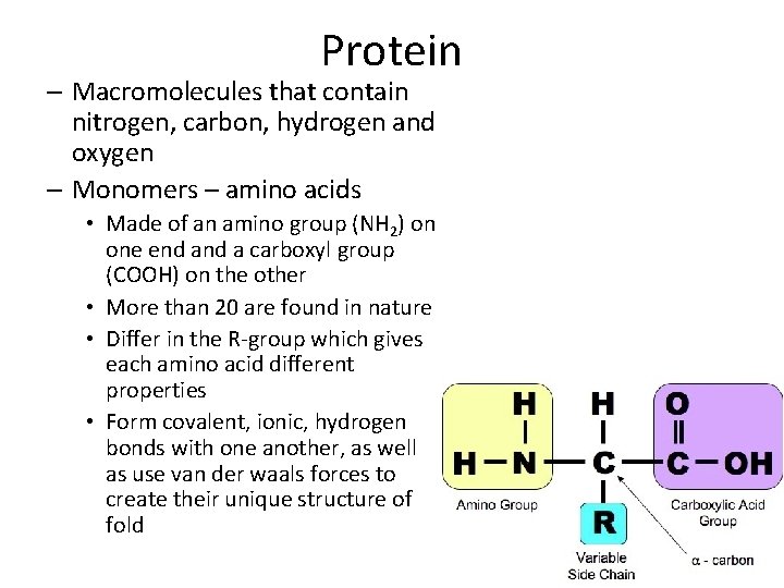 Protein – Macromolecules that contain nitrogen, carbon, hydrogen and oxygen – Monomers – amino