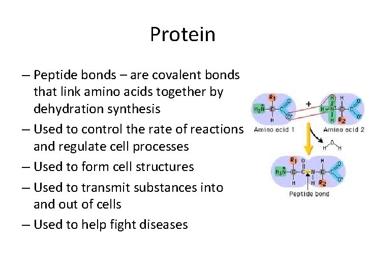 Protein – Peptide bonds – are covalent bonds that link amino acids together by