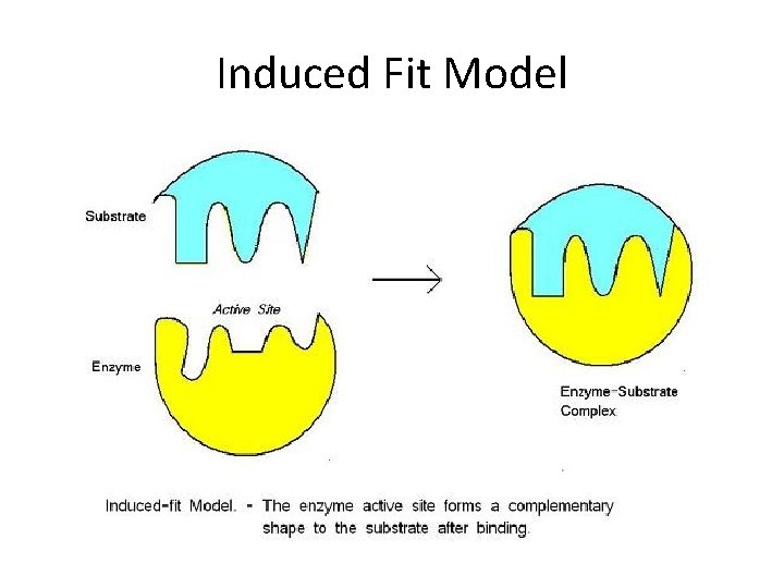 Induced Fit Model 