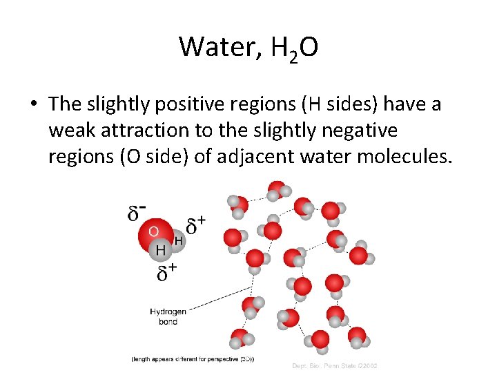 Water, H 2 O • The slightly positive regions (H sides) have a weak