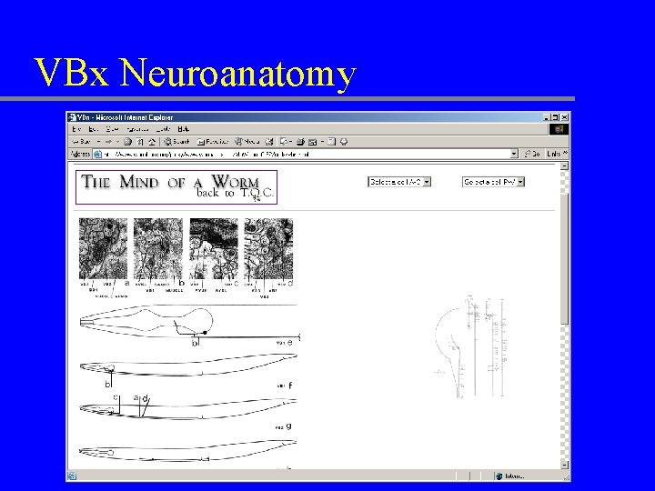 VBx Neuroanatomy 