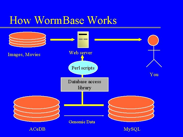 How Worm. Base Works Images, Movies Web server Perl scripts You Database access library