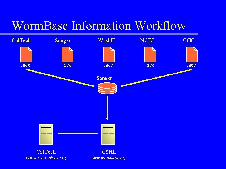 Worm. Base Information Workflow Cal. Tech Sanger . ace Wash. U . ace Sanger