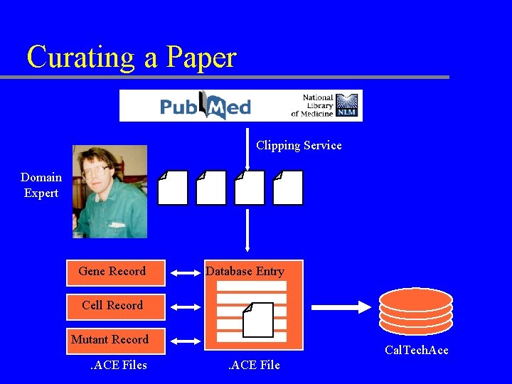 Curating a Paper Clipping Service Domain Expert Gene Record Database Entry Cell Record Mutant