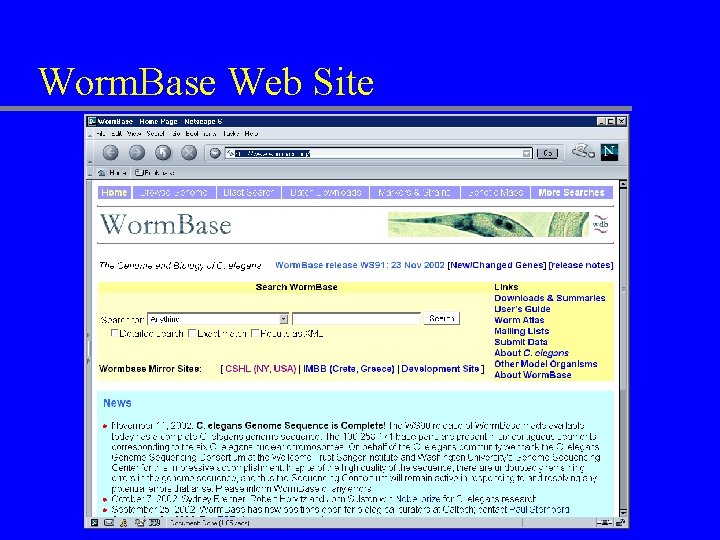 Worm. Base Web Site 