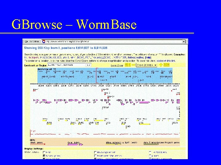 GBrowse – Worm. Base 