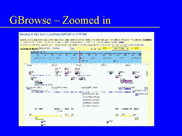 GBrowse – Zoomed in 