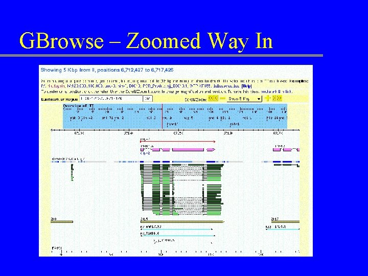 GBrowse – Zoomed Way In 