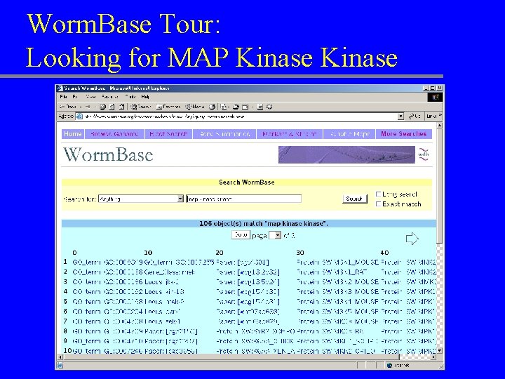 Worm. Base Tour: Looking for MAP Kinase 