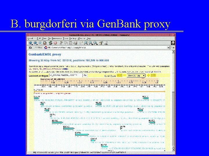 B. burgdorferi via Gen. Bank proxy 