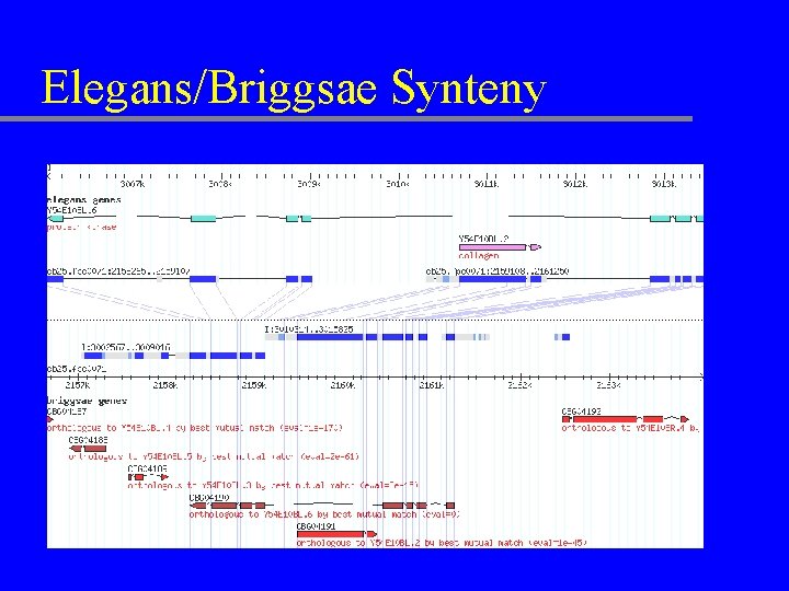 Elegans/Briggsae Synteny 