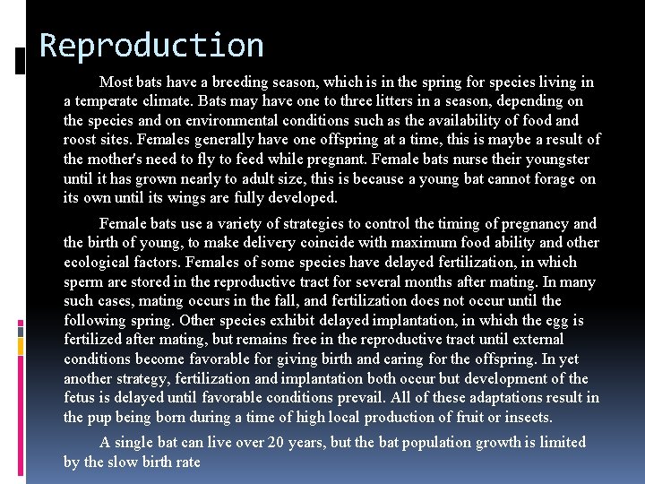 Reproduction Most bats have a breeding season, which is in the spring for species Reproduction Most bats have a breeding season, which is in the spring for species