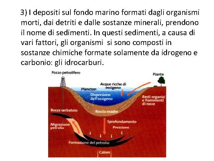 3) I depositi sul fondo marino formati dagli organismi morti, dai detriti e dalle