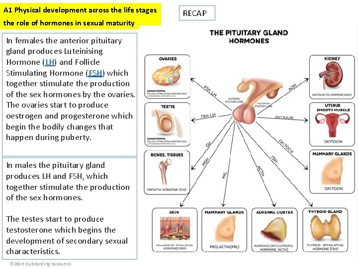 A 1 Physical development across the life stages the role of hormones in sexual