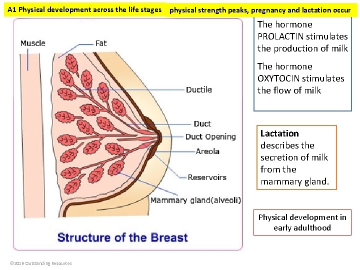 A 1 Physical development across the life stages physical strength peaks, pregnancy and lactation