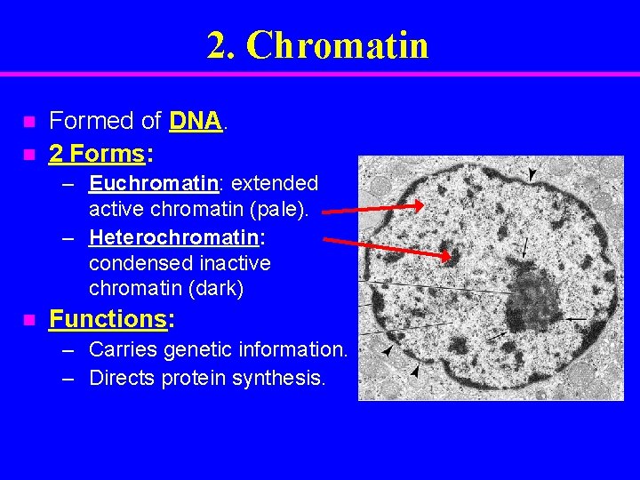 2. Chromatin n n Formed of DNA. 2 Forms: – Euchromatin: extended active chromatin