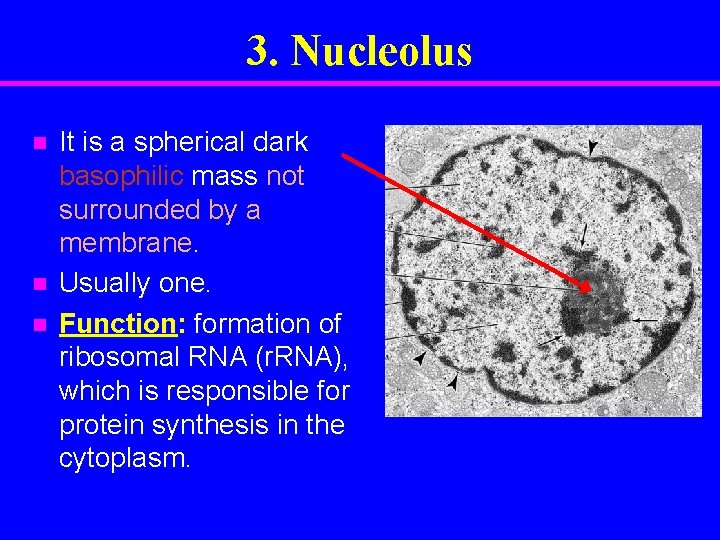3. Nucleolus n n n It is a spherical dark basophilic mass not surrounded