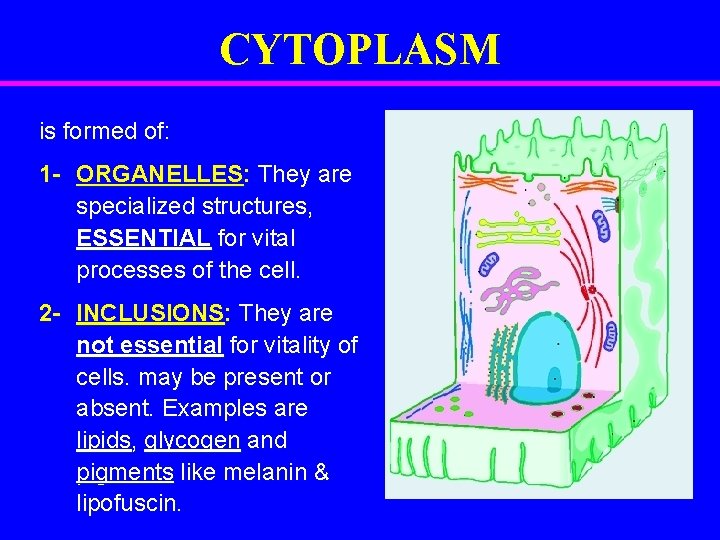 CYTOPLASM is formed of: 1 - ORGANELLES: They are specialized structures, ESSENTIAL for vital