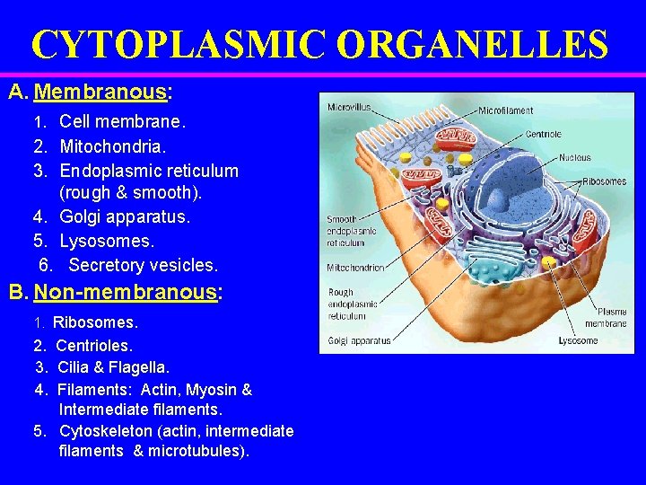 CYTOPLASMIC ORGANELLES A. Membranous: 1. Cell membrane. 2. Mitochondria. 3. Endoplasmic reticulum (rough &