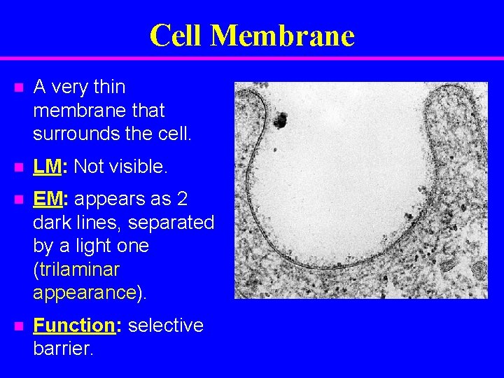 Cell Membrane n A very thin membrane that surrounds the cell. n LM: Not